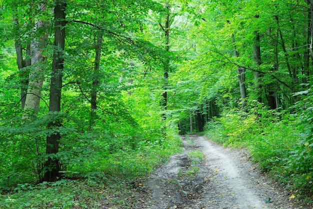 Camino en el verde bosque de verano