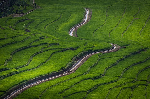 Camino verde