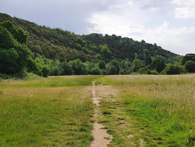 El Camino Verde