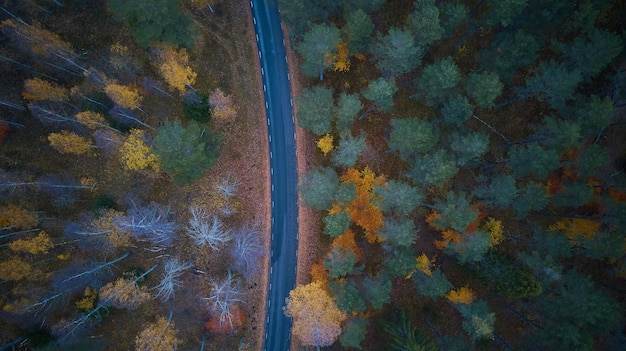 Camino en la vista aérea del bosque otoñal de colores