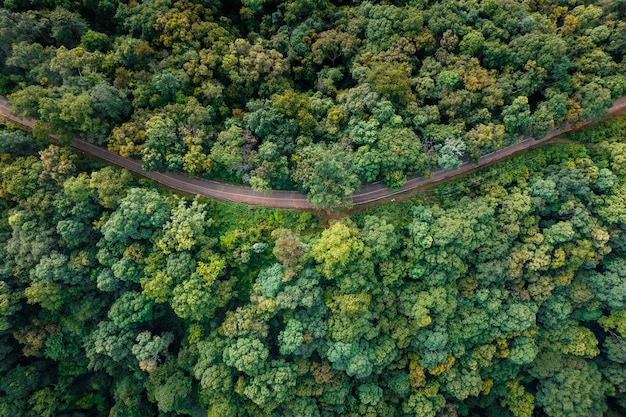 Camino de vista aérea a través del bosque verde