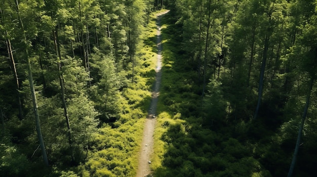 Camino en la vista superior del bosque