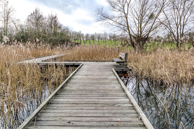 Foto camino en zig zag de madera o puente sobre terreno pantanoso con agua de banco y árboles desnudos de hierba silvestre contra el cielo nublado en el fondo día nublado en la reserva natural de alden biesen bilzen limburg bélgica