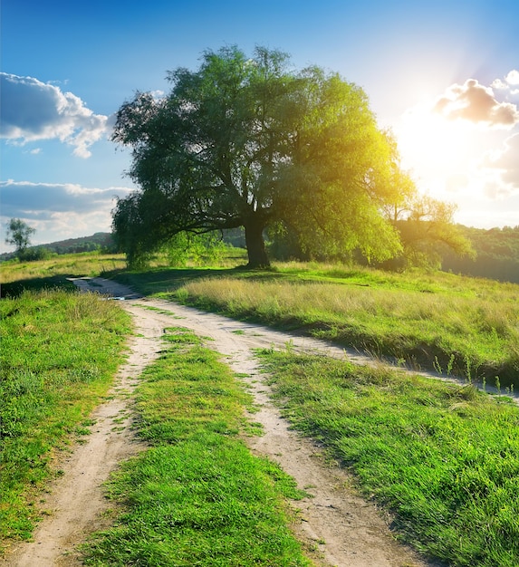 Caminos de árboles en el campo cerca del bosque