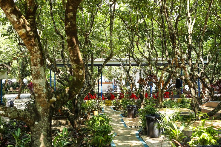 Foto caminos y árboles en el parque durante el día