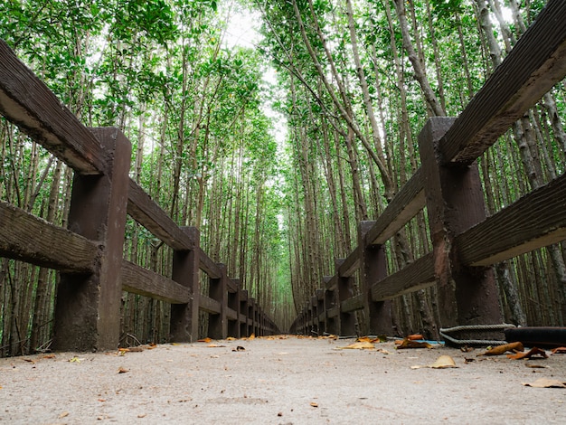 Los caminos en el bosque de manglar son tranquilos.