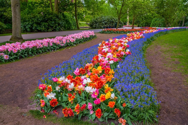 Foto caminos de flores coloridas keukenhof park lisse en holanda