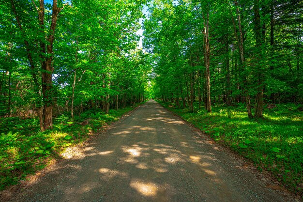 De caminos forestales