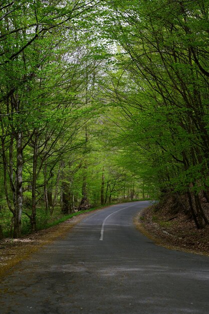 Foto de caminos forestales