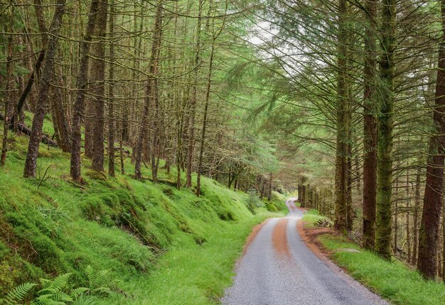 De caminos forestales