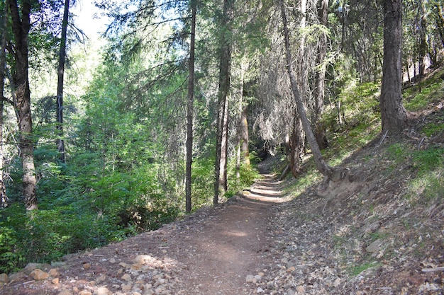 Foto caminos en la naturaleza ruta de senderismo