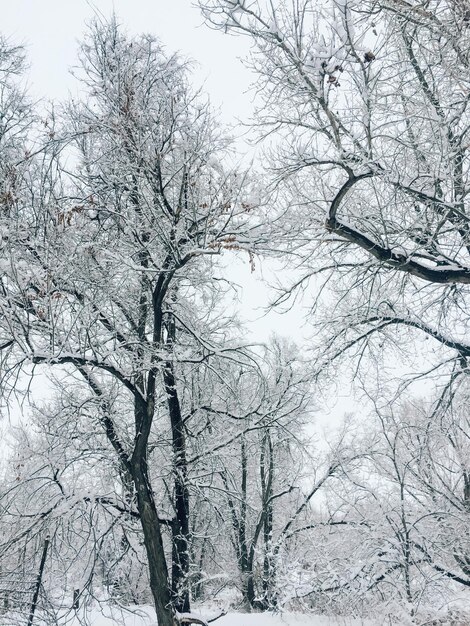 Caminos de nieve