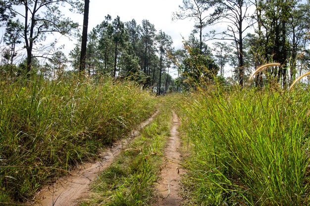 Caminos y pinos en el bosque de Thung Salaeng Luang