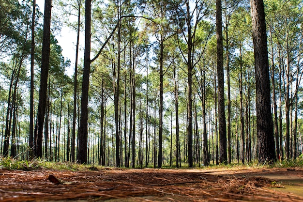 Caminos y pinos en el bosque de Thung Salaeng Luang