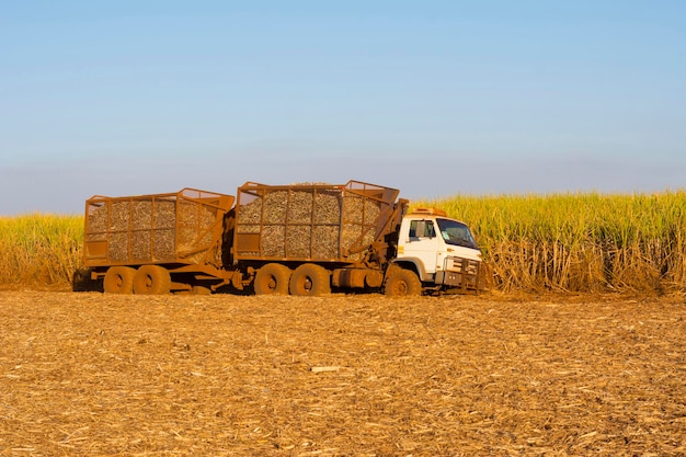 Camión de caña de azúcar en la carretera