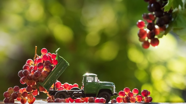 camión, con, uvas, agricultura, concepto