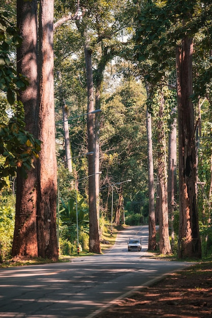 Camioneta conduciendo por la carretera con árboles de caucho a lo largo del camino en el campo en Chiang Dao, Chiang Mai, Tailandia