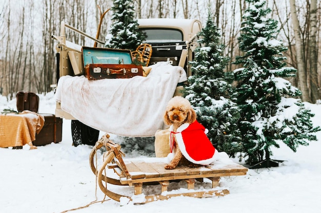 Camionete retrô bege decorada para o natal e ano novo com itens de interior vintage malas esquis cobertores de trenó enfeites de natal e poodle vermelho de estimação fofo no tempo de inverno de fantasia de papai noel