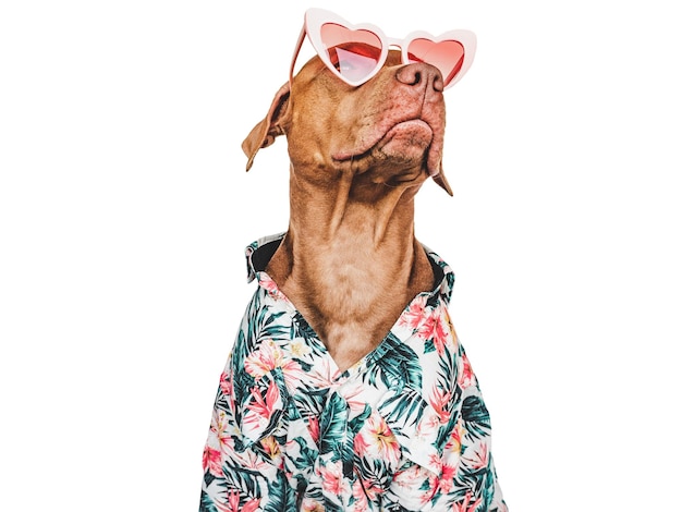 Camisa elegante adorável cachorrinho marrom e óculos de sol em forma de coração