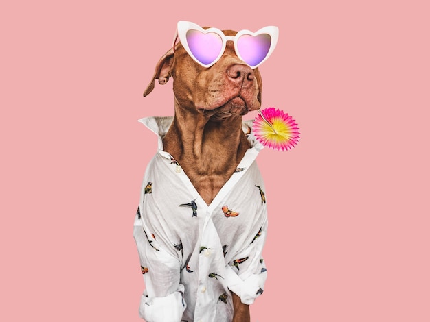 Camisa elegante adorável cachorrinho marrom e óculos de sol em forma de coração