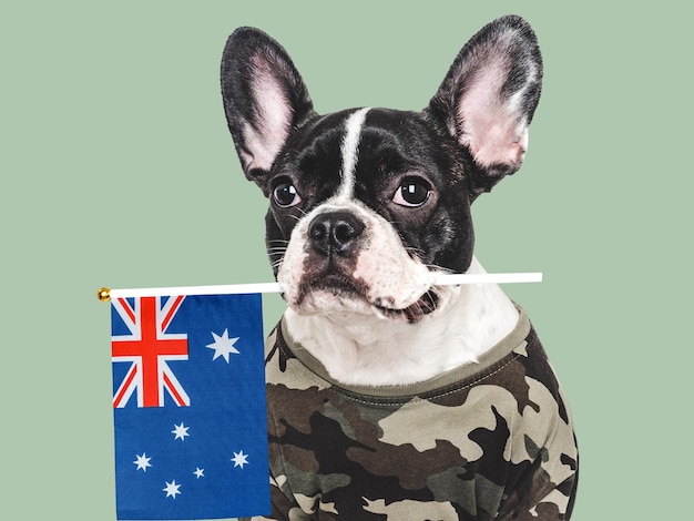 Camiseta militar de cachorro castanho e bandeira australiana.