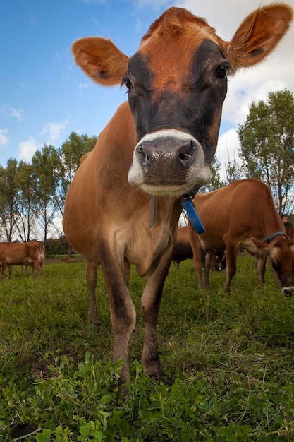 Foto camiseta vacas lecheras
