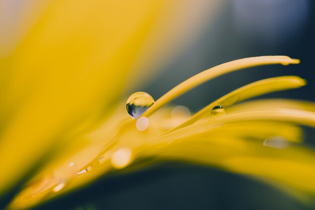 Camomila amarela com gota de água