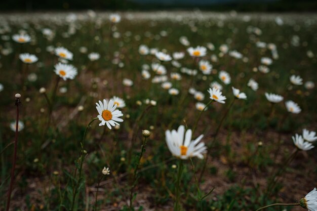 Camomila branca no clima de primavera de campo