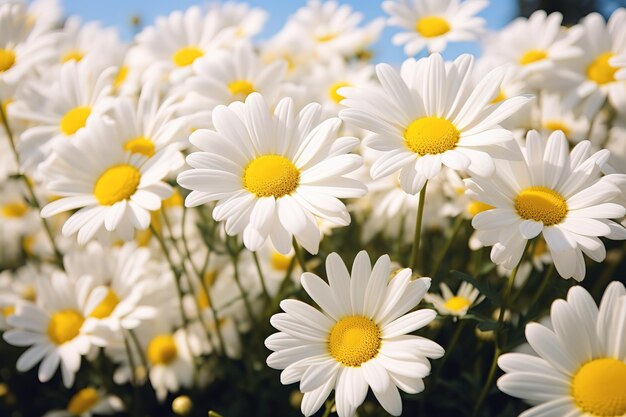 Foto câmomila de flor branca