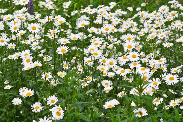 Camomila em um prado verde