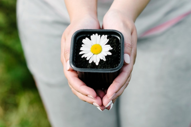 Foto camomila em um vaso de flores