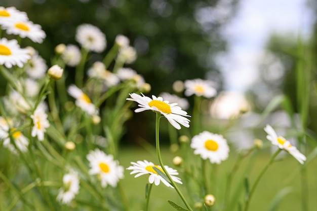 Camomila ou margarida flor branca arbusto em plena floração em uma superfície de folhas verdes