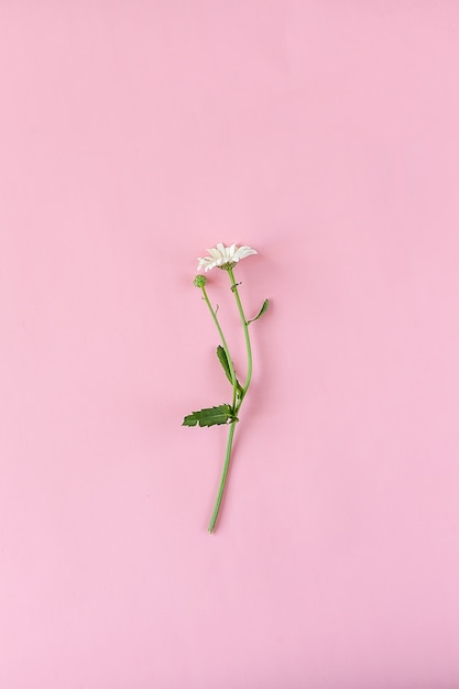 Camomila ou margaridas isoladas em um fundo rosa com traçado de recorte e profundidade de campo.