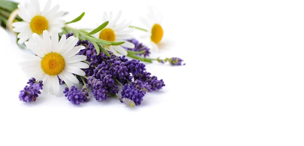 Camomilas e flores de lavanda em fundo branco