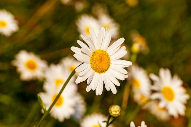 Camomiles - as flores de uma camomila branca representada em close-up