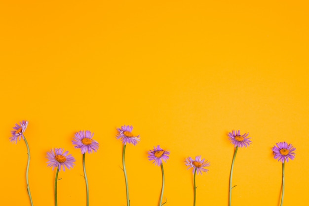 Camomiles púrpuras sobre amarillo