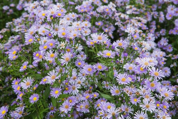 Camomiles violetas