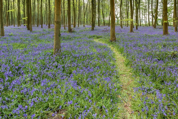 Campainhas em Wepham Woods