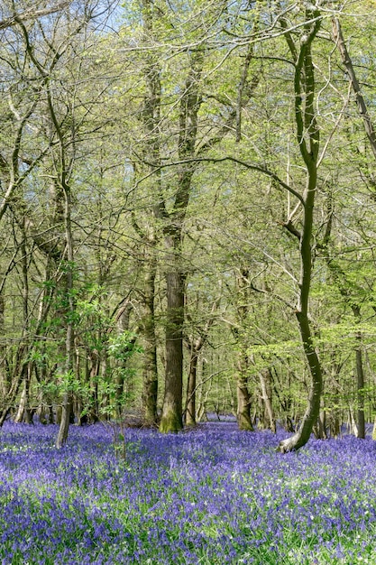 Campainhas iluminando a paisagem de Sussex