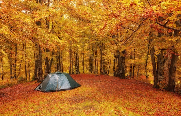 Campamento turístico en el bosque de otoño con follaje rojo y amarillo.