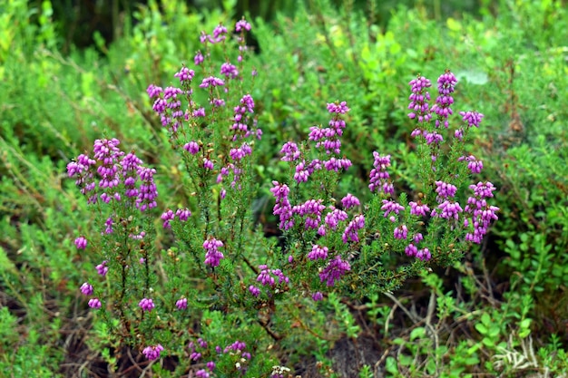 Campana brezo Erica cinerea en flor