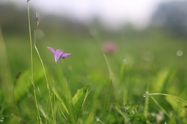 Campana de flor púrpura en la naturaleza