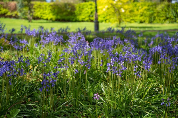 Campanas azules flores de primavera en los bosques de muchos países europeos