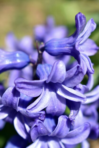 Foto campanas de hermosas flores azules