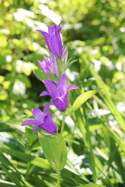 Campanas de jardín azul