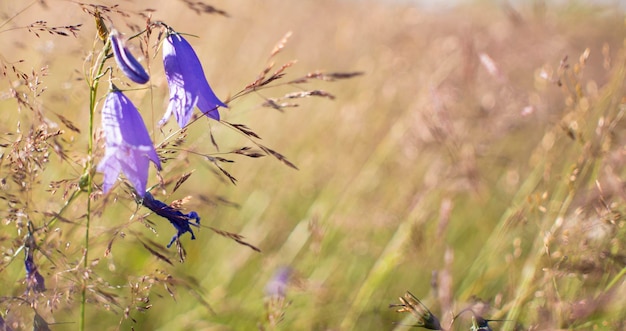 Campanas lilas en el campo contra el fondo de la hierba podrida