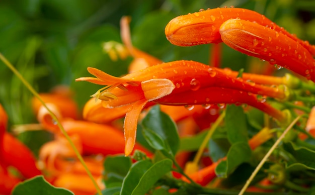 Campanas rojas de la flor del petardo (Russelia equisetiformis)