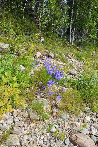 Campanas salvajes en la ladera rocosa