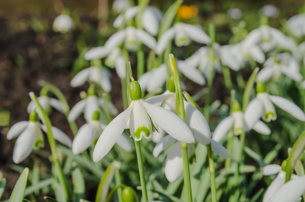 Campanilla blanca flores