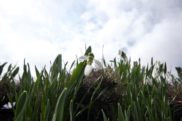 Campanilla de febrero